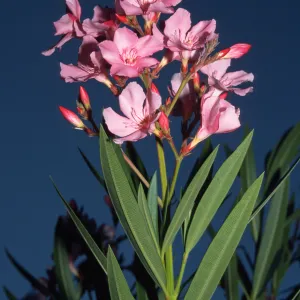Nerium oleander