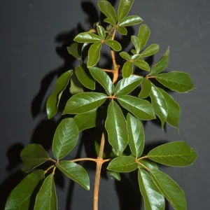 Tabebuia chrysotricha