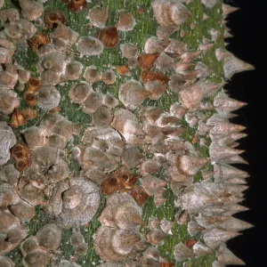 Ceiba speciosa
