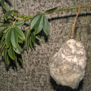 Ceiba speciosa