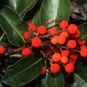 Arbutus menziesii
