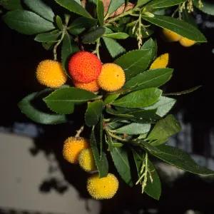 Arbutus unedo