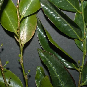 Glochidion ferdinandii