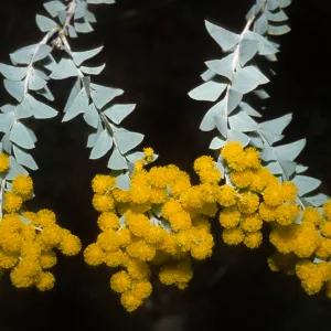 Acacia cultriformis