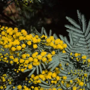 Acacia dealabata