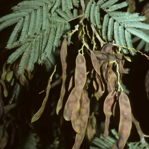 Acacia dealabata