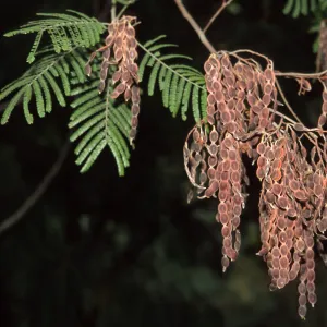 Acacia mearnsii