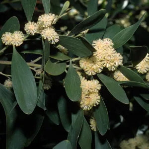 Acacia malenoxylon