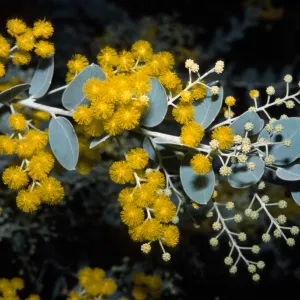 Acacia podalyriifolia