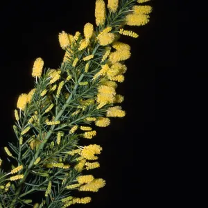 Acacia verticillata var. verticillata