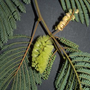 Albizia chinensis