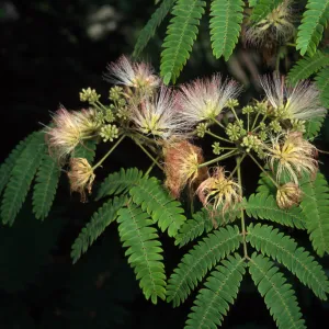 Albizia julibrissin