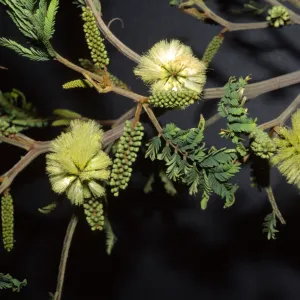 Albizia lophantha