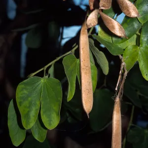 Bauhinia forficata
