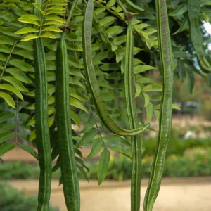 Cassia leptophylla
