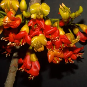 Castanospermum australe