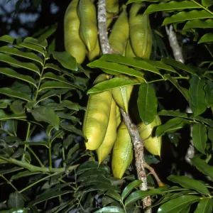 Castanospermum australe