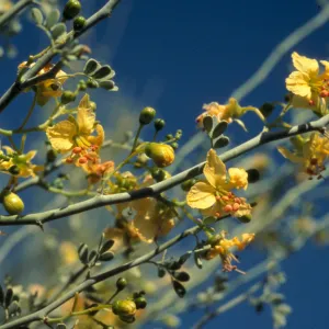 Cercidium floridum