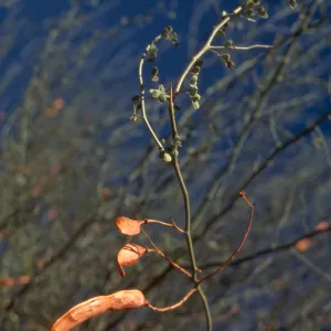 Cercidium floridum