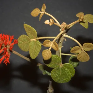 Erythrina abyssinica