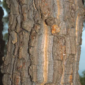 Erythrina abyssinica