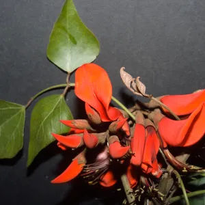 Erythrina caffra