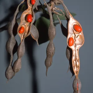 Erythrina coralloides