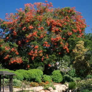 Erythrina falcata