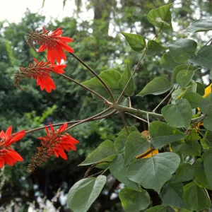 Erythrina humeana