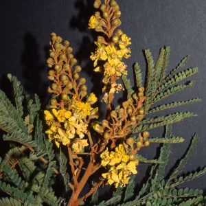 Peltophorum africanum