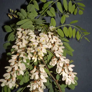 Robinia pseudoacacia