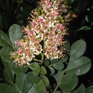 Schotia latifolia
