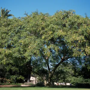 Tipuana tipu