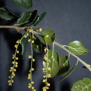 Quercus agrifolia (Coastal Live Oak)