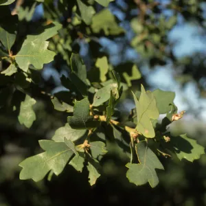 Quercus douglasii