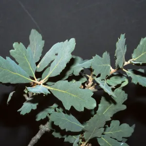 Quercus x kinseliae