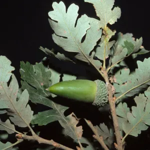 Quercus lobata