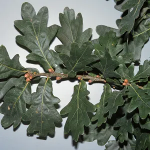 Quercus robur