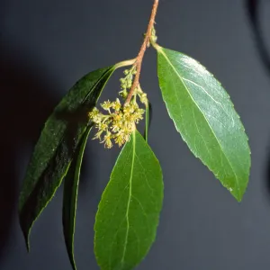 Xylosma congesta