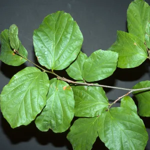 Parrotia persica