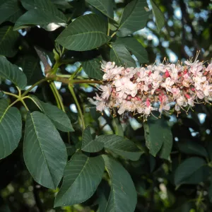 Aesculus californica
