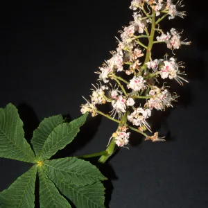 Aesculus hippocastanum