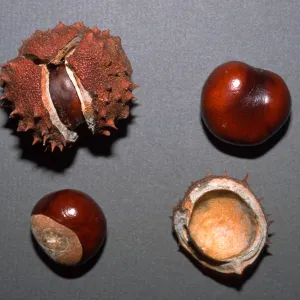 Aesculus hippocastanum