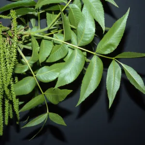 Carya illinoensis