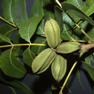 Carya illinoensis
