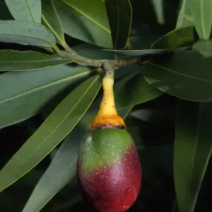 Umbellularia californica