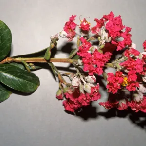Lagerstroemia indica