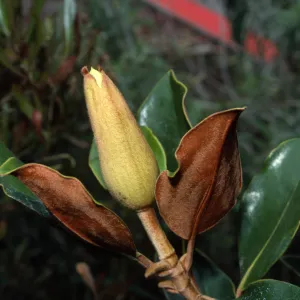 Magnolia grandiflora