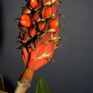 Magnolia grandiflora