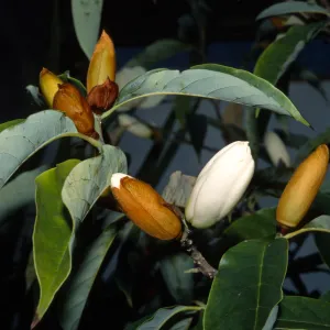 Michelia doltsopa